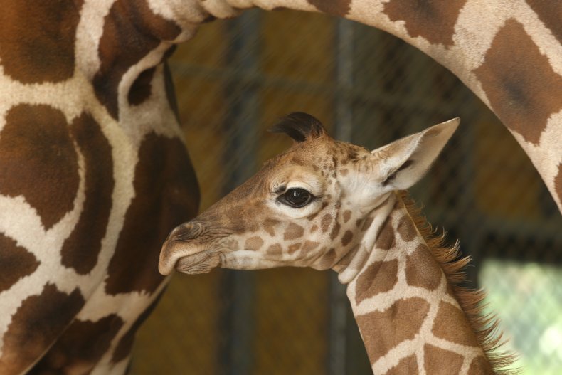 Giraffe