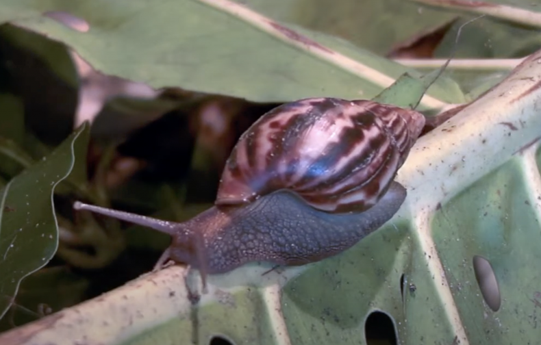 Giant African Land Snails Erradicated in Florida