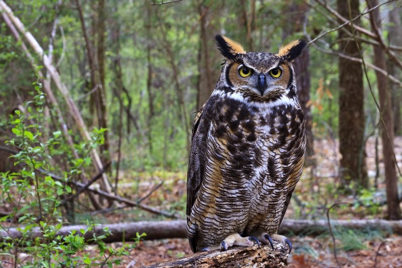 great horned owl