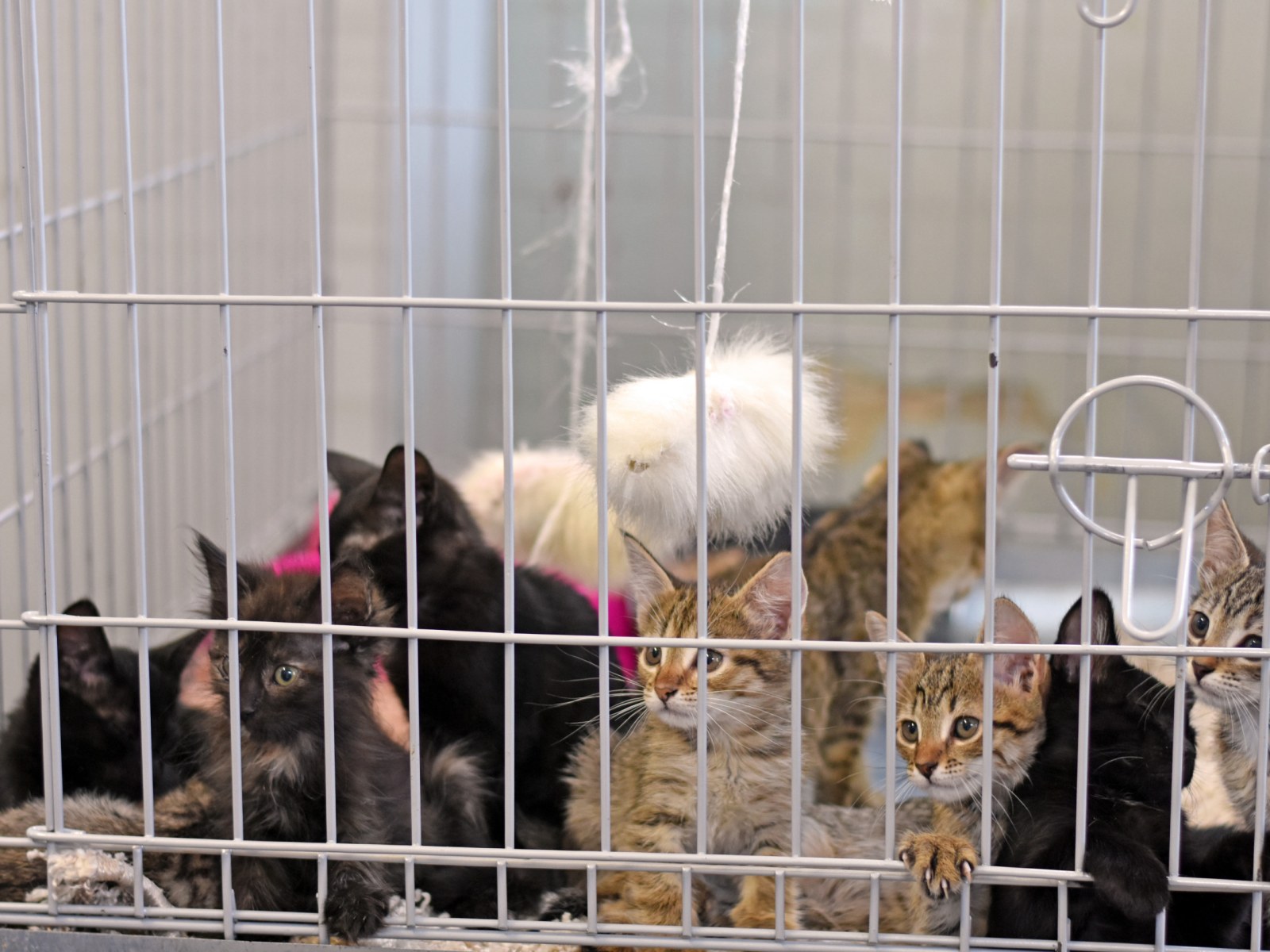 Animal Control Responds to 'Out of Control' Hoarding Situation, Rescues 133  Cats