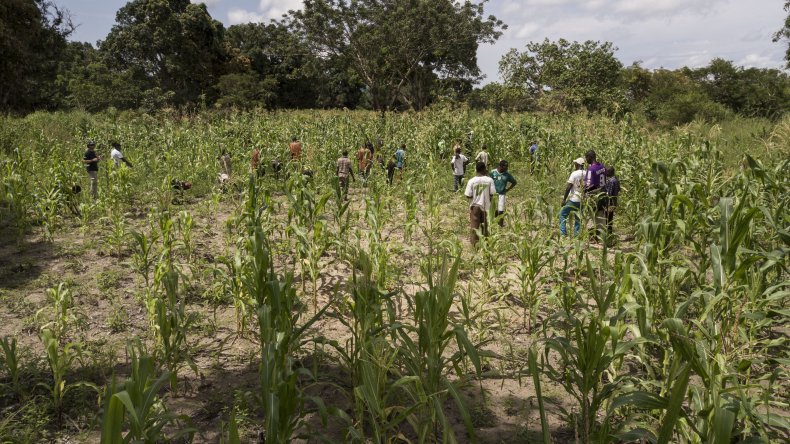 Work in a cornfield in the DRC