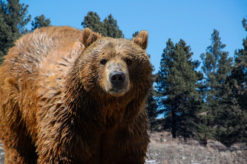 Grizzly Bear Yellowstone Visitor Approached Sentenced Jail
