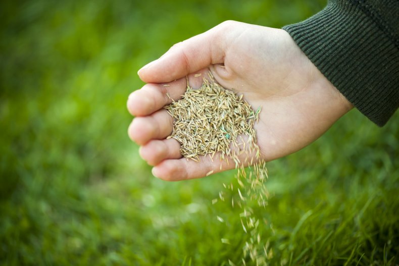 A hand spreading grass seeds. 