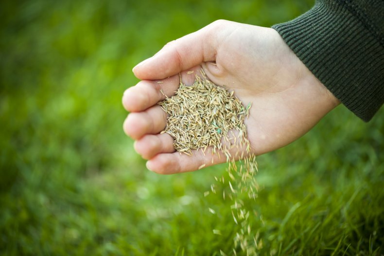 A hand spreading grass seeds.