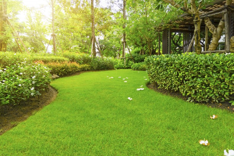 A patch of green in a garden.