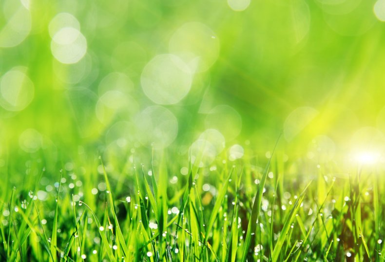 Water droplets seen on grass.