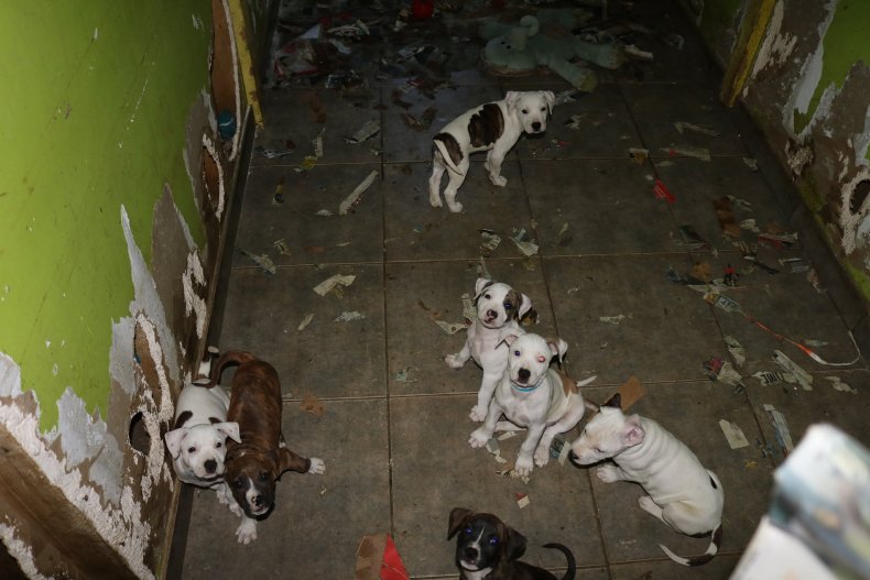 Dogs being kept in horrific conditions