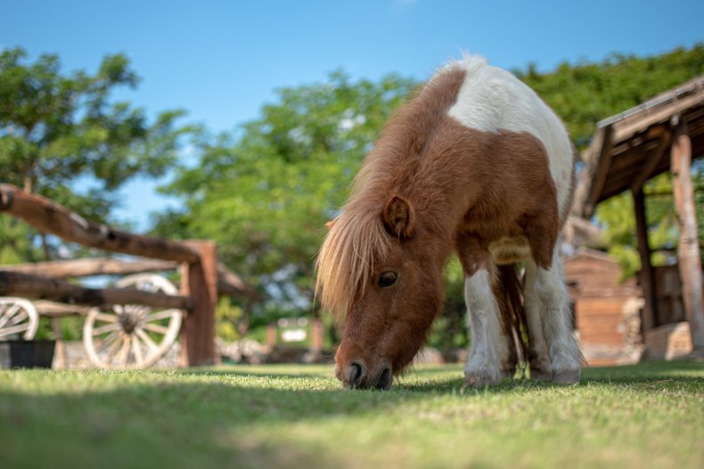 A miniature horse