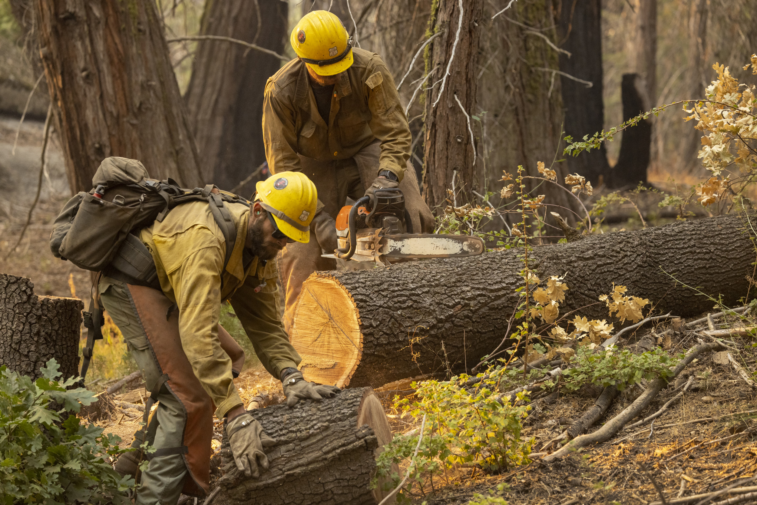 Data Shows Efforts to Slow Wildfires Instead Accelerate Spread, Environmental Advocates Say