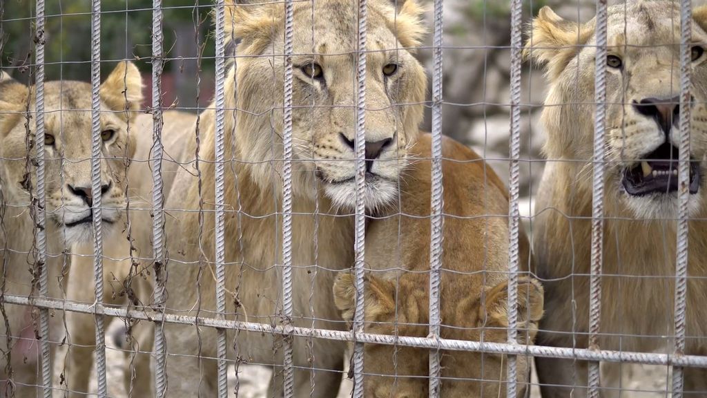 Een leeuw genaamd Simba is gevangen van ‘Go Exotic’-fokkers