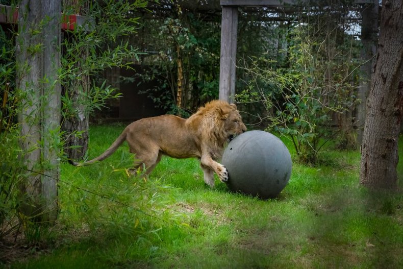 Simba, the lion