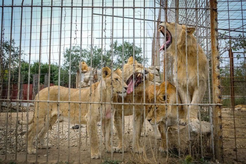 Lion rescue Romania