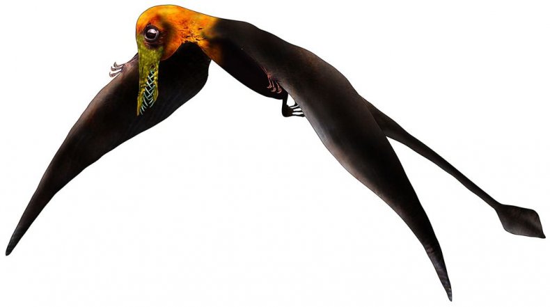 Pterosaur