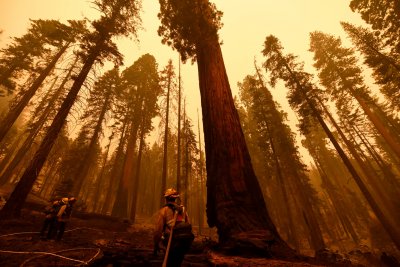 Firefighters attempt to save sequoia tress Firefighters attempt to save sequoia tress