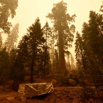 Firefighters attempt to save sequoia tress Firefighters attempt to save sequoia tress