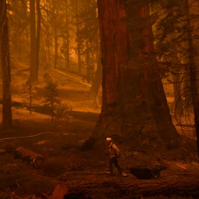 Firefighters attempt to save sequoia tress Firefighters attempt to save sequoia tress