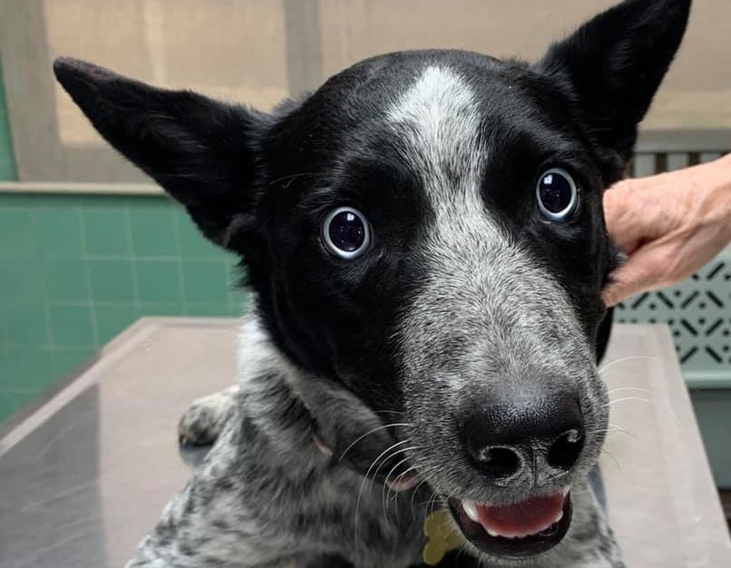 charity-shares-alarming-photo-of-dog-with-dilated-pupils-in-ivermectin