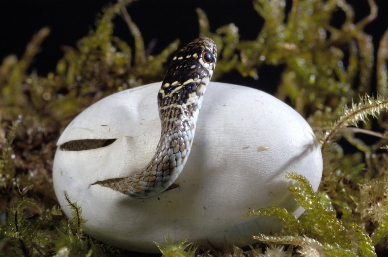 Snake comes out of an egg