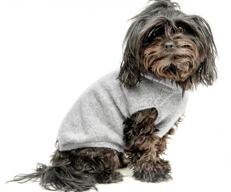 The Marmalady Cashmere Dog Hoodie