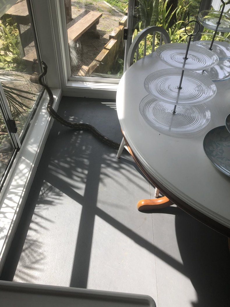 Keith William's photo of the snake.