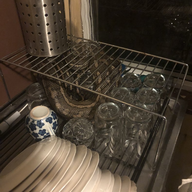 Keith William's photo of the snake.