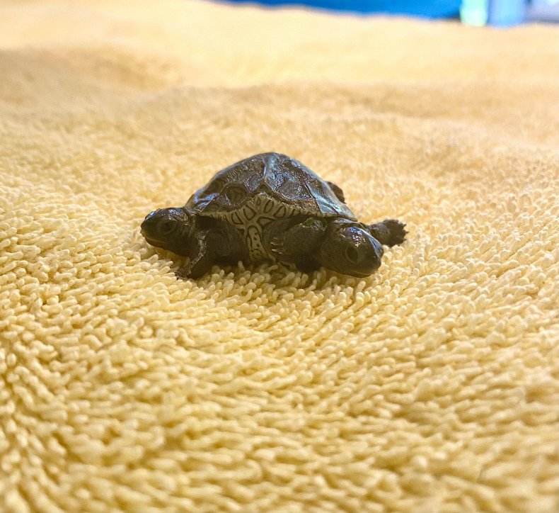 Double-Headed Turtle