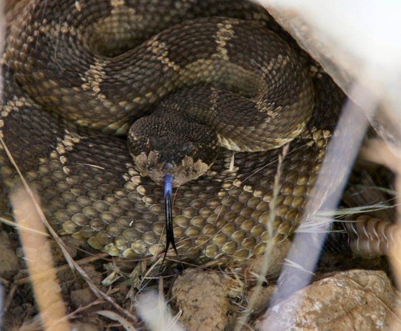 Northern Pacific Rattlesnake
