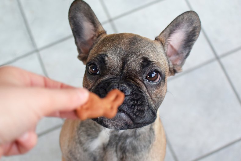 A French bulldog looking at a treat.