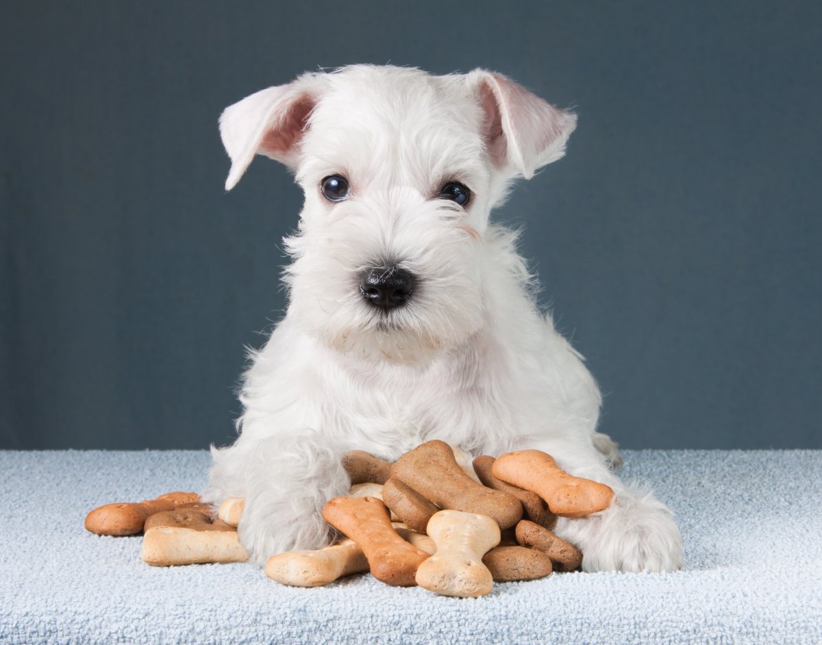 A puppy sitting with dog treats.