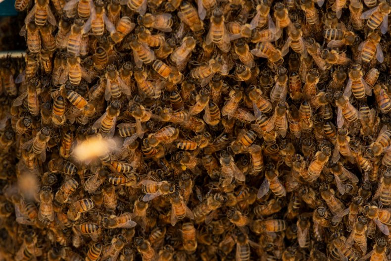 Honey Bee Nest