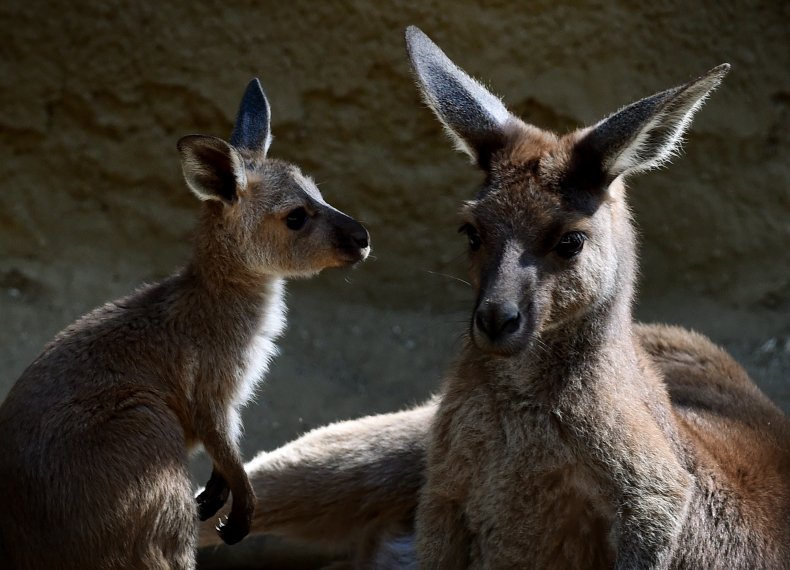 Kangaroos