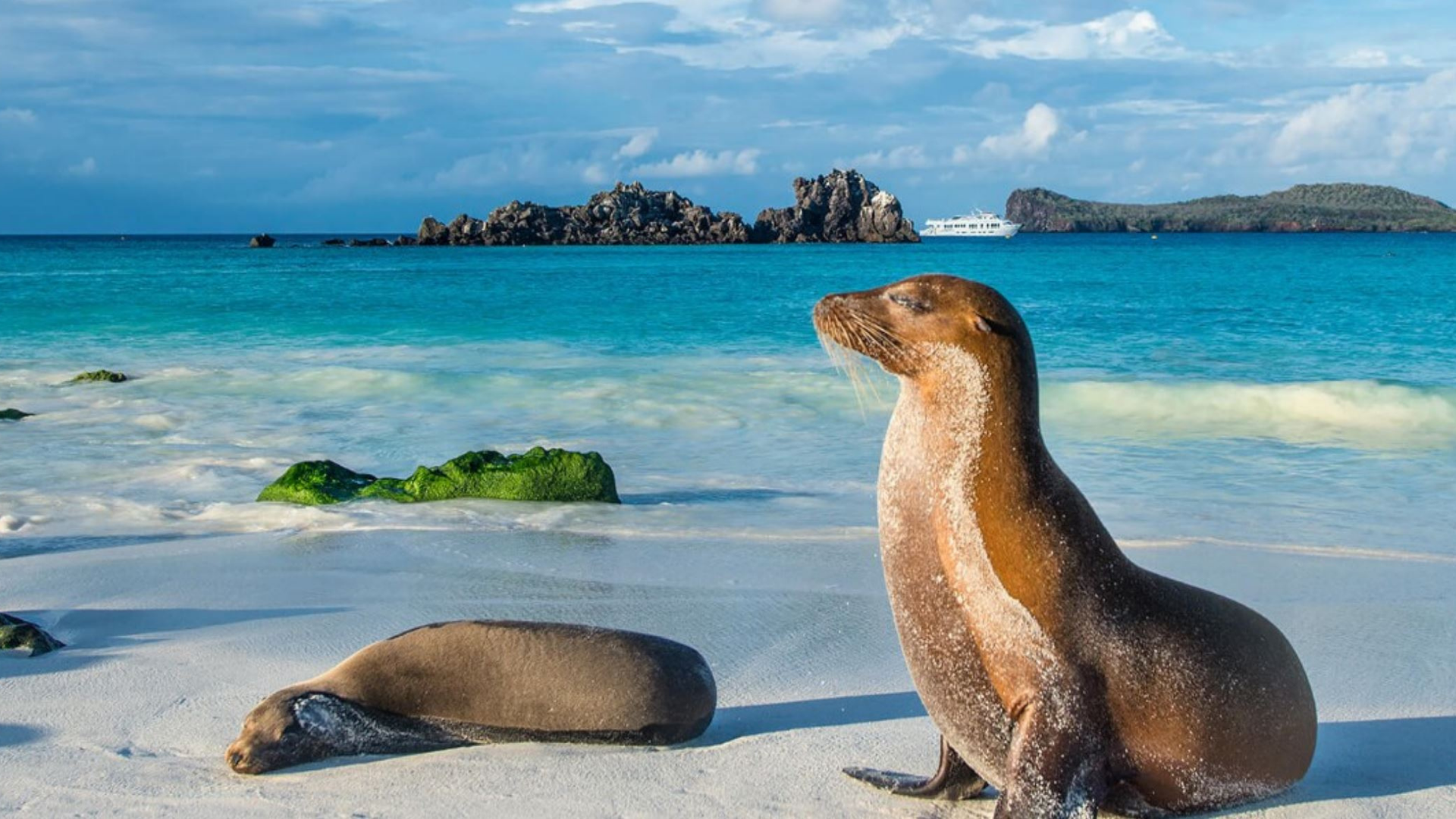 Island animals and seal