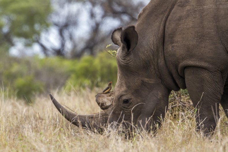 White rhino
