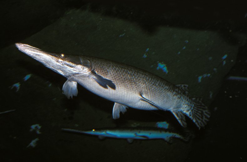 An alligator gar fish