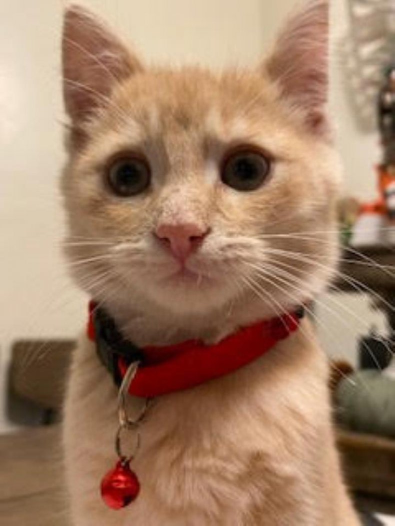 Huntley the kitten