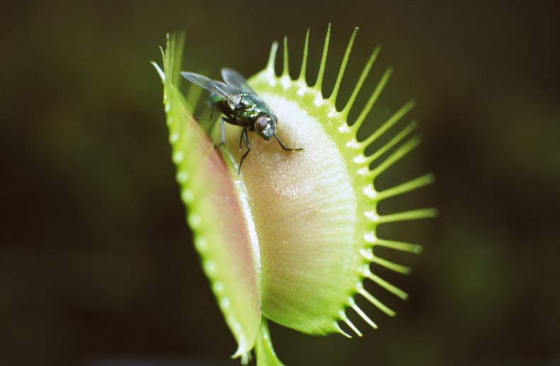 A bug seen on a Venus flytrap.
