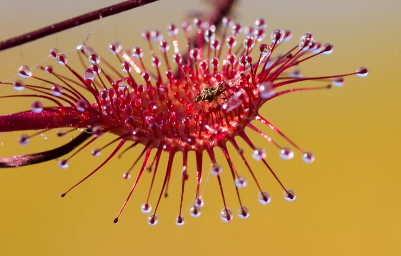 A close-up view of a sundew plant.