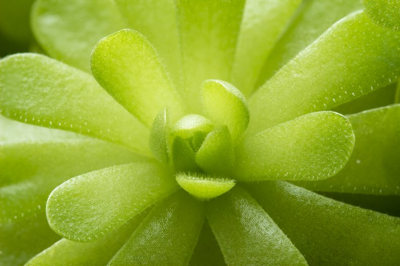 The leaves of a butterworts plant.