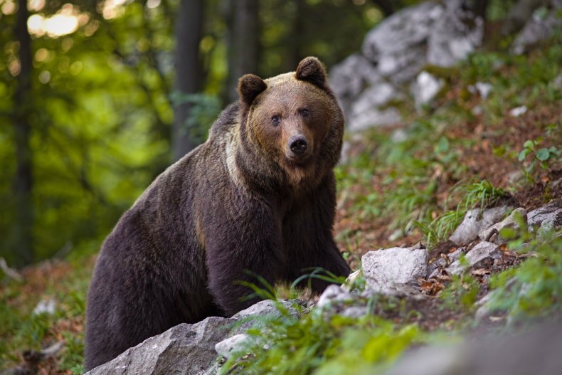 Brown bear attacks