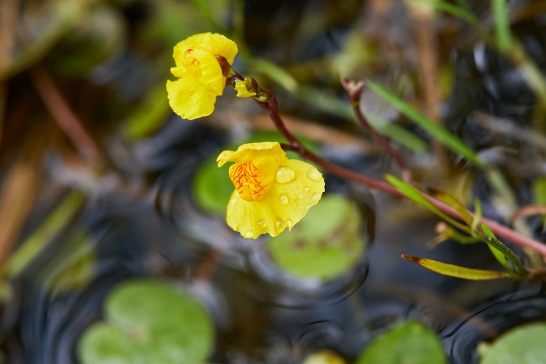A bladderwort plant growing in a pond. 