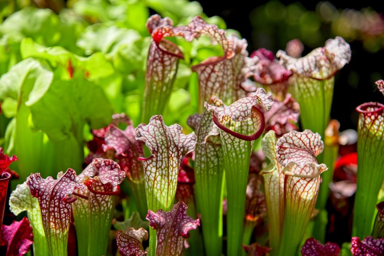 North American pitcher plants (Sarracenia).