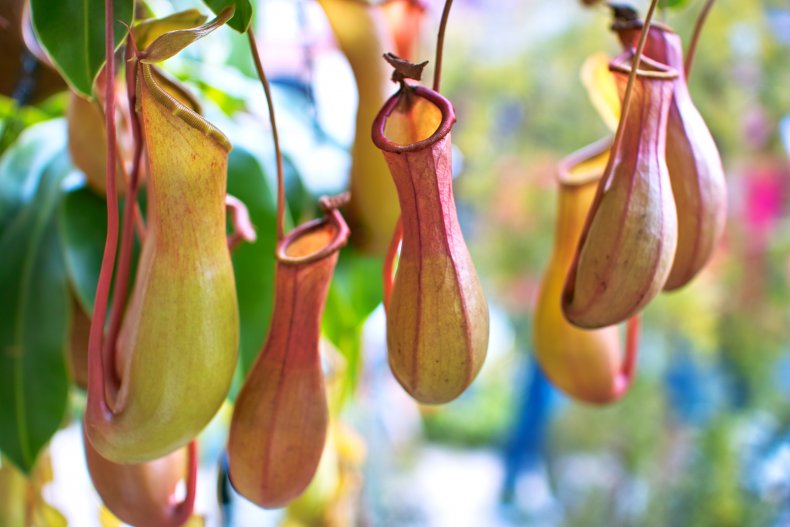 Tropical highland pitcher plants (Nepenthes).