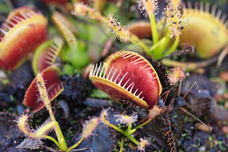A Venus flytrap plant.