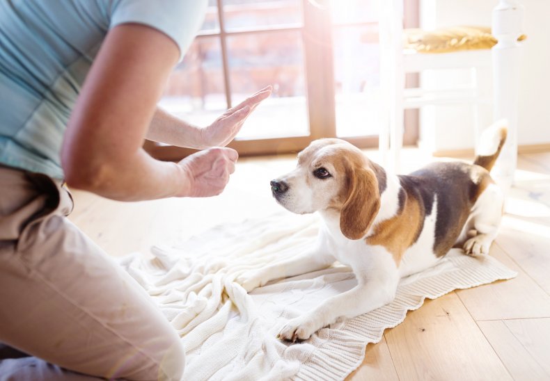 A woman training a dog with treats.