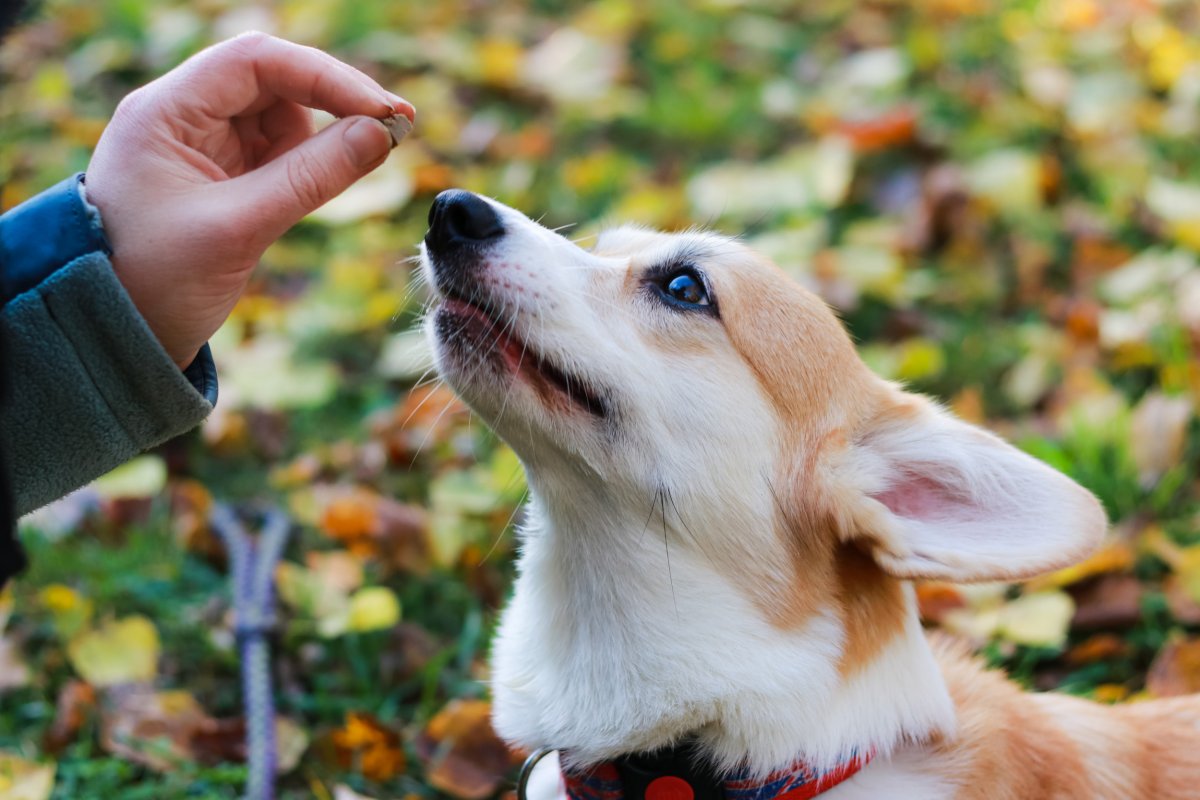 A dog being fed a treat outdoors. 