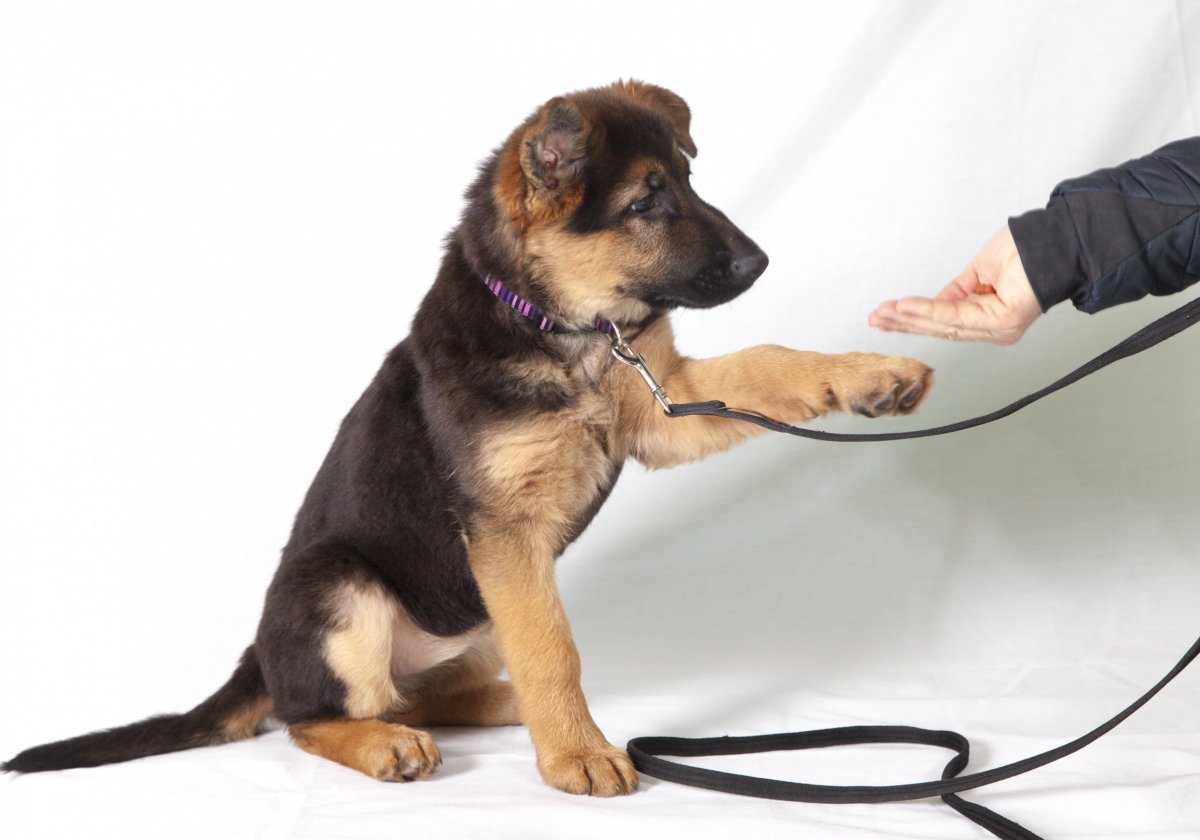 A puppy being trained with a treat. 