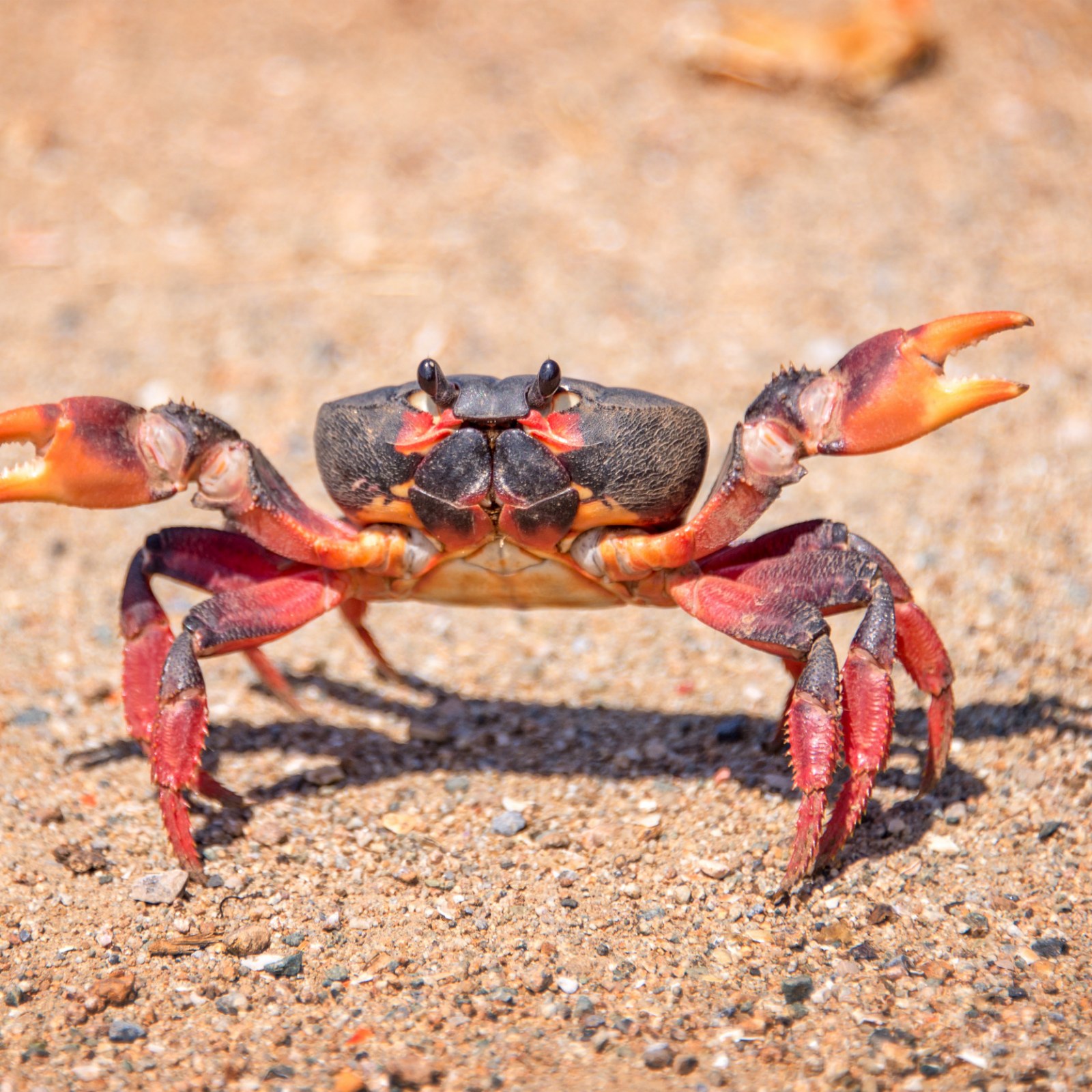 Animals Keep Evolving Into Crabs, and Scientists Don't Know Why