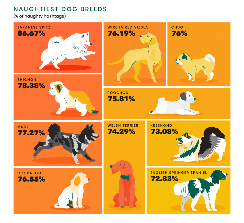 Naughtiest dog breeds