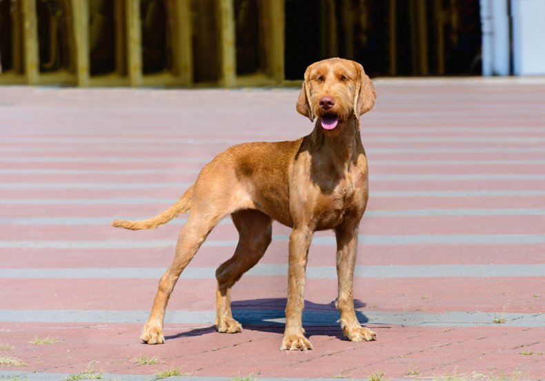 Wirehaired Vizla