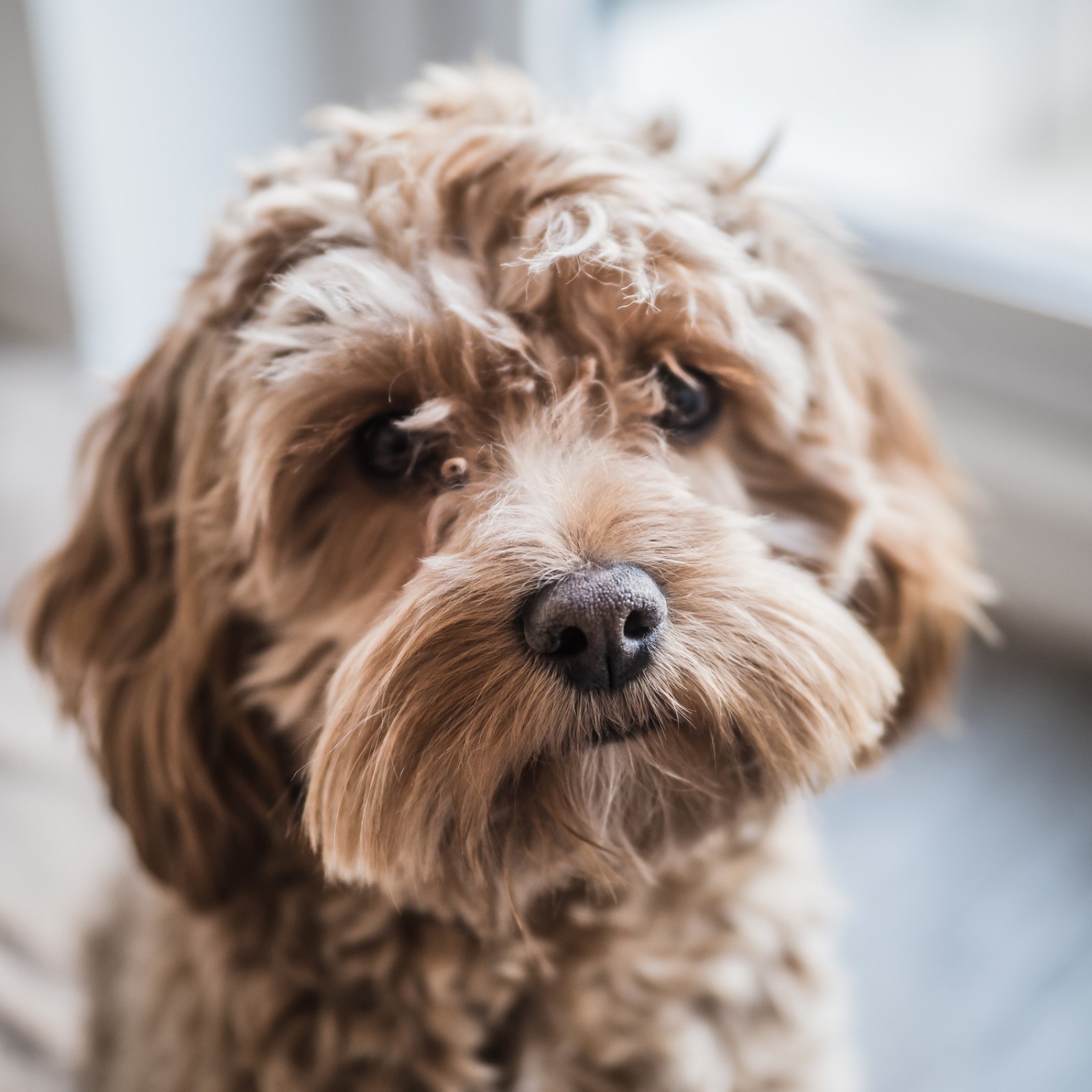 The 10 'Naughtiest' Dog Breeds, According to Owners